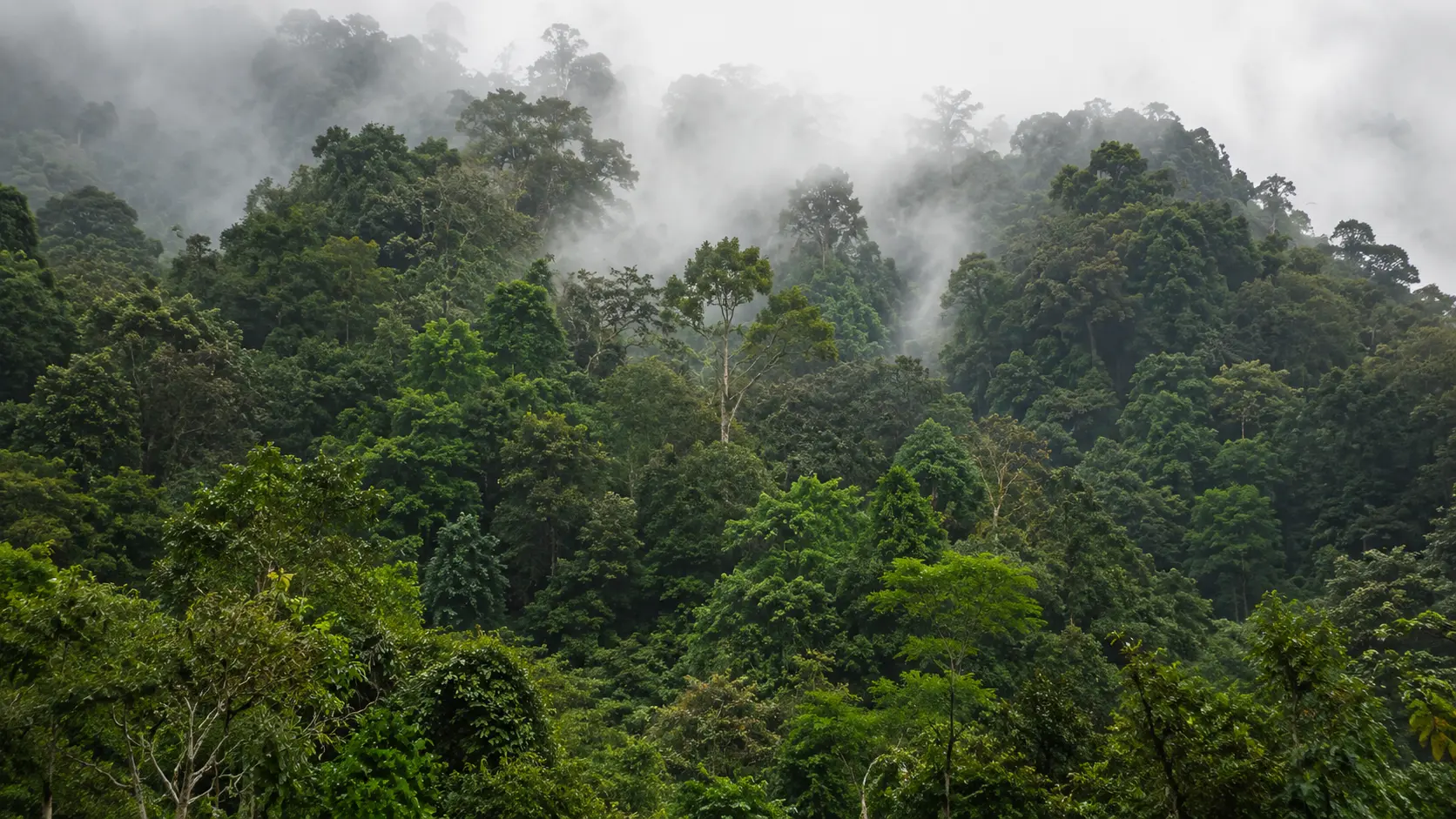 Visual hutan untuk simulasi SATOR Watch